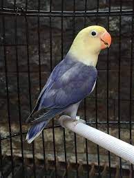 Lovebird euwing vio sf perso sold out (2,5 juta) uwing vio sf perso umur 4 bulan prediksi kuat betina sehat wal afiat. 87 Gambar Lovebird Pb Vio Paling Hist Gambar Pixabay