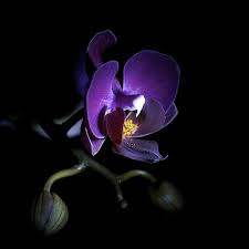 Midnight Orchid I Love This Purple Orchids Purple Flowers Beautiful Orchids