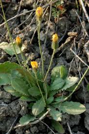 Image result for Achyropsis