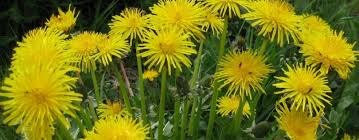 Vegetazione spontanea con fiore giallo. Erbe Spontanee Proprieta Curative E Ricette