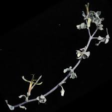 Image result for Englerina muerensis