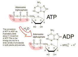 Adenosine Triphosphate Teaching Chemistry Chemistry Classroom Biochemistry