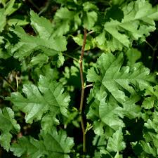 Image result for Morus indica