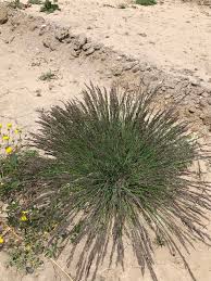 Image result for Poa schimperiana
