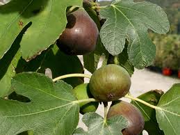 Den impfstoff können die sich da hinschieben wo es schön dunkel ist. Bayernfeige Violetta Ficus Carica Violetta Hauenstein Ag