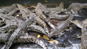 Maybe you would like to learn more about one of these? Apa Jadinya Jika Mimpi Dikejar Buaya Ini Dia Artinya