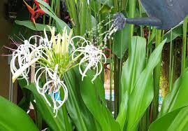 Image result for Crinum harmsii