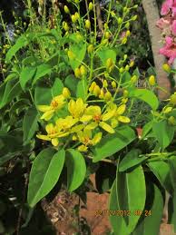 Image result for Tristellateia africana