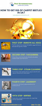 It relies on a combination of good housekeeping practices by you, and strategic use of chemicals by us. How To Get Rid Of Carpet Beetles Pest Exterminators