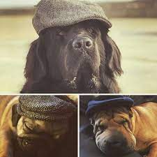 Pin On Dogs In Scallys Flat Caps