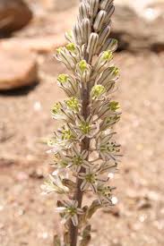 Image result for Drimia sanguinea