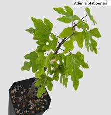 Image result for Adenia