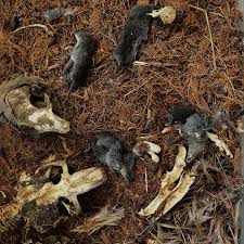 Image result for Astropanax