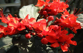 10 lines on winter season in bengali. Top 5 Beautiful Spring Flowers For Your Garden Bproperty