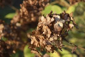 Hydrangeas are some of the most popular shrubs to grow from cuttings. Should You Deadhead Hydrangeas Learn When To Deadhead Hydrangeas