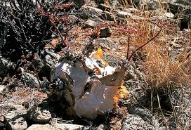 Image result for Cyphostemma hereroense