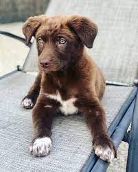 But a recent study has thrown doubt as to whether this cute color is as healthy as his yellow and black lab cousins. Aussiedor Is The Australian Shepherd Lab Mix Right For You K9 Web