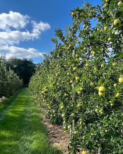 Sun High Orchards