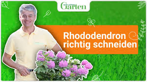 Eigentlich muss der rhododendron nicht geschnitten werden. Rhododendron Schneiden So Wird S Gemacht Youtube