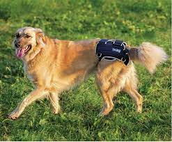 The brace also supports the lower back and hip area for dogs recovering from surgery or injury. Balto Brace For Hip Dysplasia For Dogs Oliver Pet Care