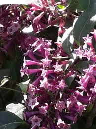 Image result for Cestrum × cultum