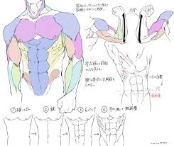 Copyright 2019 anatomy360 site development by the ecommerce seo leaders | all rights reserved. Character Anatomy Torso