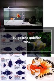 50 Gallons Goldfish Tank In 2020 Goldfish Goldfish Tank Gallon