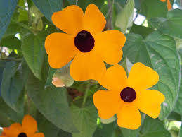 Image result for Thunbergia