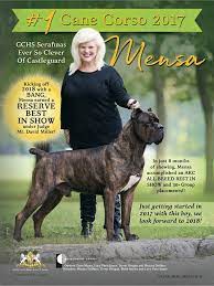 Pin By Serafina Cane Corso Training On Cane Corso Our Dogs Cane Corso Cane Corso Dog Corso Dog