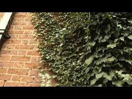 With shears or pruners, remove all the poison ivy stems you see, and place them in plastic garbage bags. How To Remove Ivy Youtube