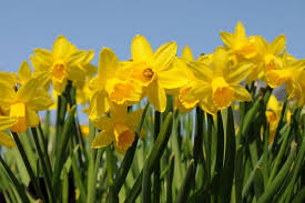 النرجس السحري والأساطير والفولكلور