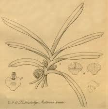 Image result for Ancistrorhynchus tenuicaulis