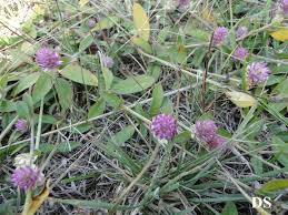 Image result for Gomphrena celosioides