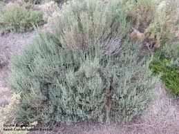 Image result for Halosarcia indica