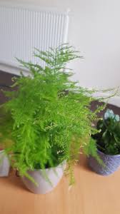 Is my asparagus fern dead. Asparagus Fern Dead Ends Indoorgarden