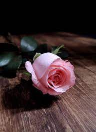 Pin By Gloria G On 500px Rose Flower Photos Beautiful Roses Flowers Photography