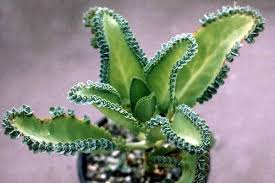 Planta Anticancer Daigremontiana Kalanchoe Aranto Remedios Para El Alma Suculentas Kalanchoe Daigremontiana Plantas Poco Comunes