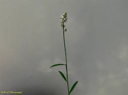 Image result for Palisota ambigua