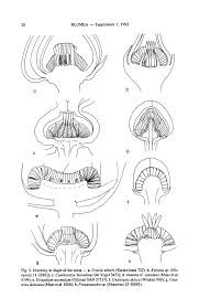 Image result for Xylopia katangensis