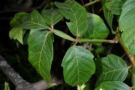 Image result for Paullinia pinnata