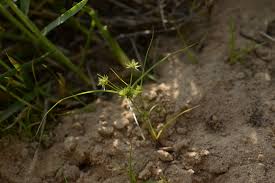 Image result for Cyperus cuspidatus