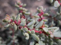 Image result for Suaeda vermiculata