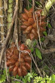 Snake fruit tree growing conditions for an optimum result: Pin On Fruits