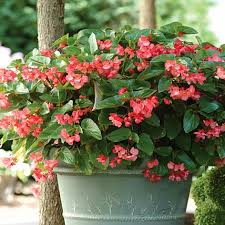 Your plant's got dark spots or holes: Big Begonias For Containers And Borders Rhs Gardening