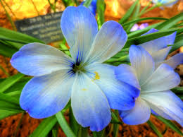 Image result for Tecophilaeaceae