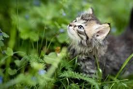 Cats and dogs like chasing after insects and munching them. Are Stink Bugs Poisonous To Cats That Smell Ewww Upgrade Your Cat