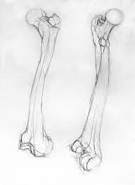 Femur Long Bone Drawing By Emma Hextall Via Http Farm6 Staticflickr Com 5443 7213501306 31687d0fd6 S Jpg Bone Drawing Anatomy Art Realistic Drawings