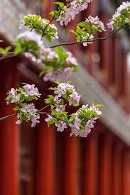 宫廷里的海棠花 photo plants pics