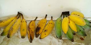 Blue java bananas grow, as all bananas do, from a rhizomatic corm. Blue Java Bananas