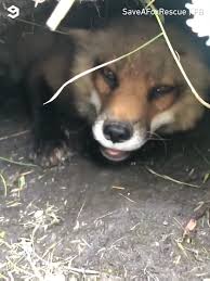 Cute Fox Video Funny Animals Animals Funny Animal Videos